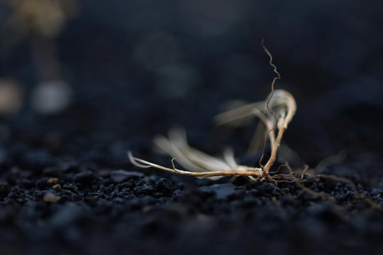 20-21 MAR 2026 — Ash2Soil 🔥💧🌱 Free Regeneration Workshops in Central Portugal