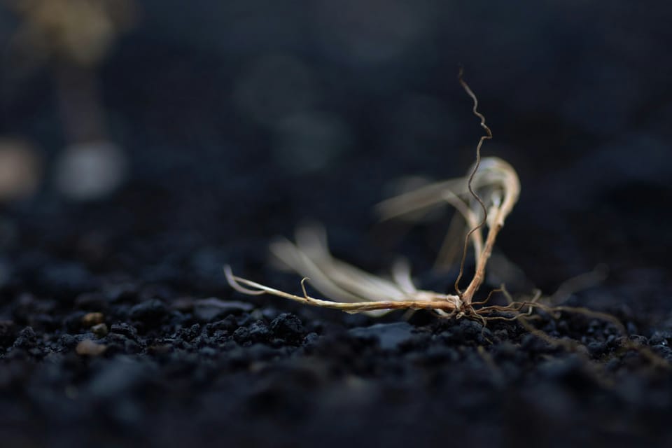 20-21 MAR 2026 — Ash2Soil 🔥💧🌱 Free Regeneration Workshops in Central Portugal