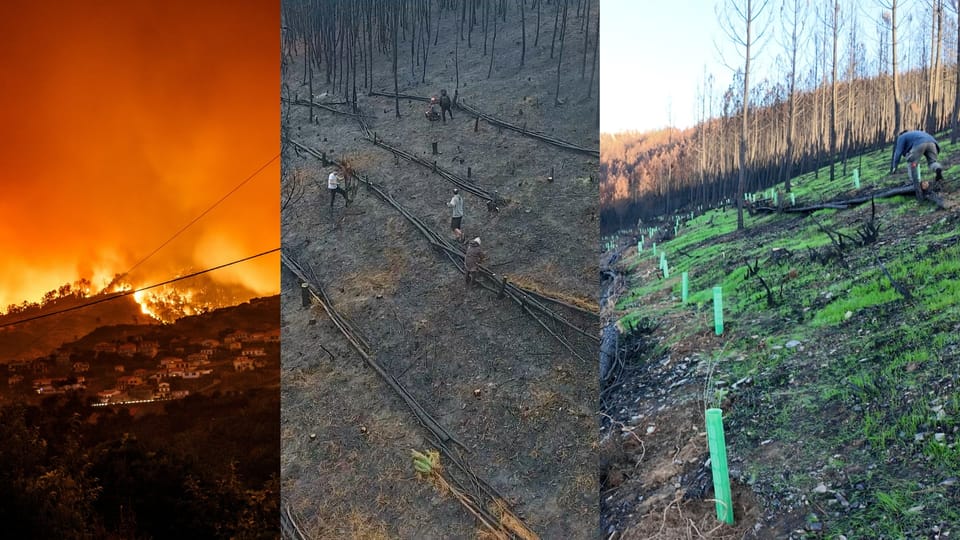 Three photos: during the fires, after the fires, and regenerating from the fires